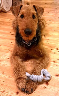 B_Wurf_9Jahre_Bohne_Enne