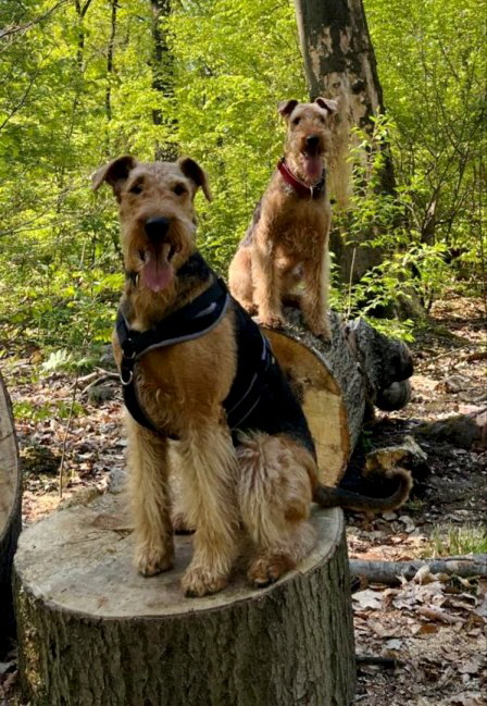 C_Wurf_8Jahre_Carl_Coco1