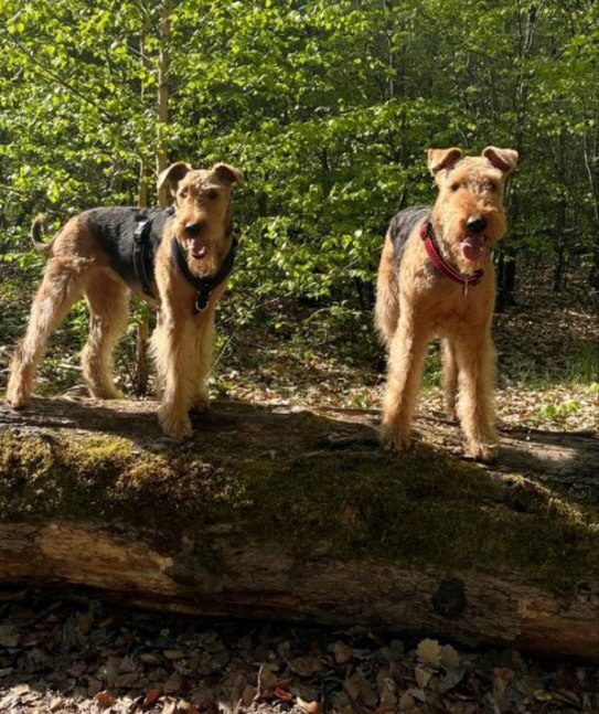 C_Wurf_8Jahre_Carl_Coco2