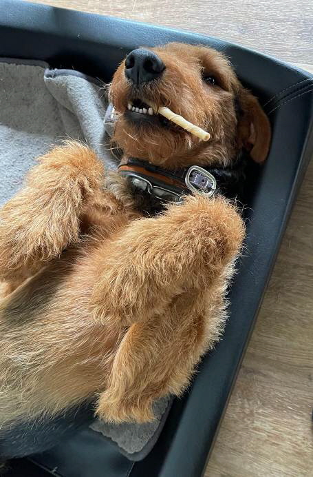 D_Wurf_7Jahre_Dragon