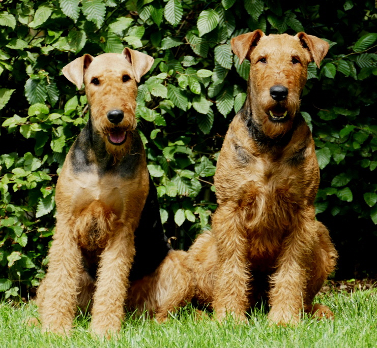 G_Wurf_4Jahre_Garagamel_Galaxy