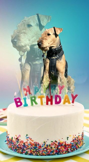 Y-Wurf_11Jahre_Yakari1