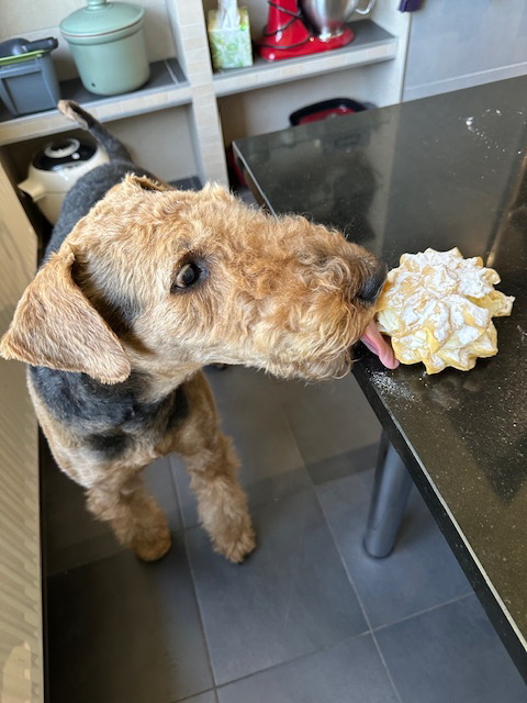 Y-Wurf_11Jahre_Yakari2