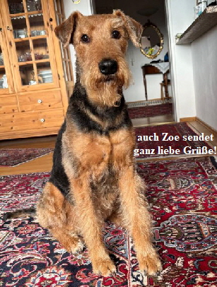 Z_Wurf_Zoe_11 Jahre