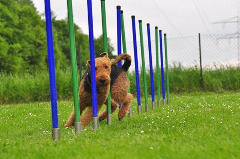 Flexx_Agility1
